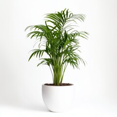 Fototapeta premium Vibrant green potted areca palm on white background.