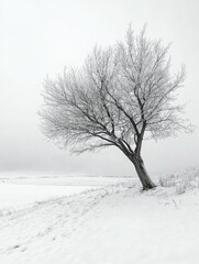 A winter scene with a tree covered in snow and mist.