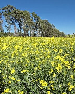 Diplotaxis tenuifolia field blooming under blue sky with trees in background FHD