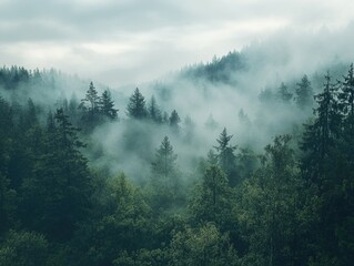 Dense fog over green trees