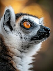 Obraz premium A lemur with distinctive orange eyes gazes intently, showcasing its natural habitat and species from the island of Madagascar.