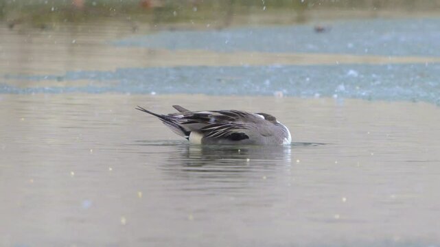 Northern Pintail Duck Anas acuta A bird on the lake is cleaning its feathers, and it's snowing in winter. Close-up, slow motion.