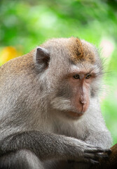 A macaque in the Bali rainforest with a thoughtful look.