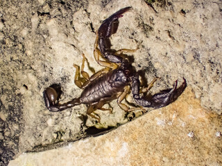 Italian scorpion (Euscorpius italicus) on a rocky surface, highlighting its detailed body structure and natural camouflage in Mediterranean habitats