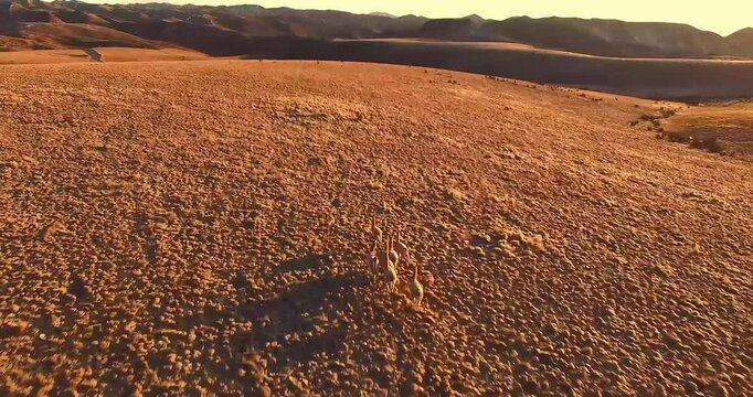 "Captura la majestuosidad de la naturaleza con este video &uacute;nico de llamas corriendo en la cima de una monta&ntilde;a al amanecer. Disfruta de la serenidad y el esplendor de este paisaje andino, donde la luz 