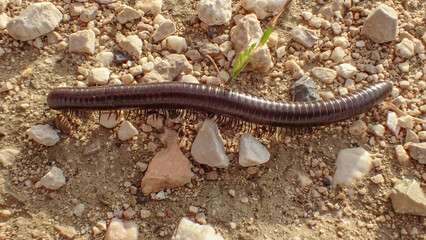 Close-up of a millipede crawling on dry, rocky soil, showing its segmented body and natural movement in a sunlit terrestrial habitat
