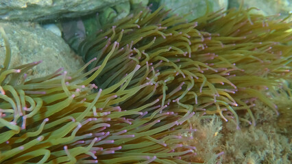 Underwater view of a sea anemone (Anemonia viridis) with long, greenish tentacles and purple tips, attached to rocks in a shallow marine habitat