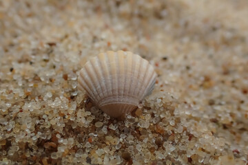 Small seashell partially buried in sand, showcasing delicate textures and natural colors in a coastal macro beach scene