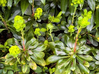closeup of a  Wood spurge flower