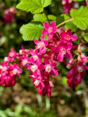 closeup of a red current flower -