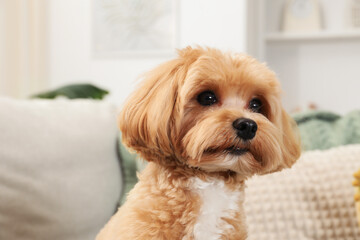 Cute Maltipoo dog at home. Lovely pet
