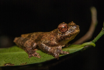 Sapos, pererecas e rãs Brasileiras - Scinax spp.
