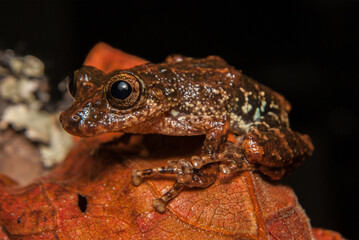 Scinax tripui. Sapos, pererecas e rãs Brasileiras
