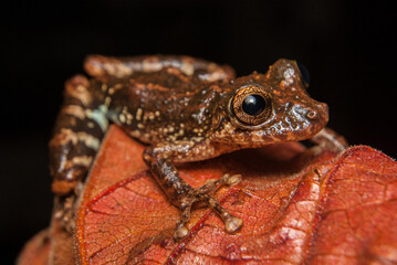 Scinax tripui. Sapos, pererecas e rãs Brasileiras
