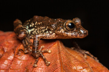 Scinax tripui. Sapos, pererecas e rãs Brasileiras