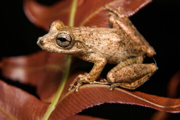 Gênero Scinax. Sapos, pererecas e rãs Brasileiras