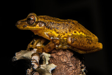 Sapos, pererecas e rãs Brasileiras - Scinax spp.