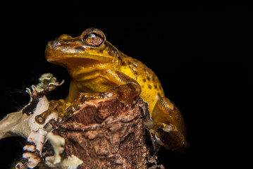 Scinax spp. Sapos, pererecas e rãs Brasileiras