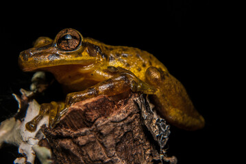 Sapos, pererecas e rãs Brasileiras - Scinax spp.