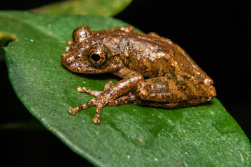 Scinax spp. Sapos, pererecas e rãs Brasileiras