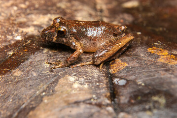 Ischnocnema spp. Sapos, pererecas e rãs Brasileiras