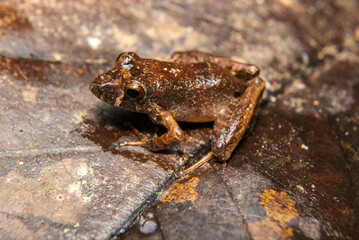Ischnocnema spp. Sapos, pererecas e rãs Brasileiras