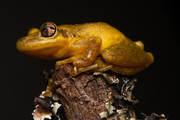 Scinax  spp. Sapos, pererecas e r&atilde;s Brasileiras
