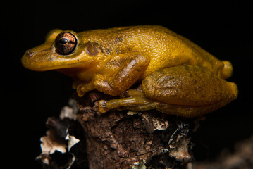 Scinax  spp. Sapos, pererecas e rãs Brasileiras