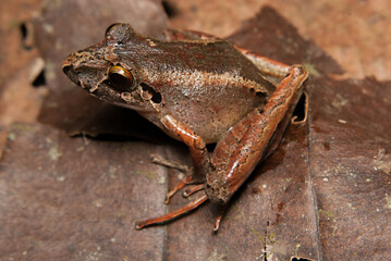 	 Ischnocnema spp. Sapos, pererecas e rãs Brasileiras