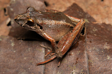 	 Ischnocnema spp. Sapos, pererecas e rãs Brasileiras
