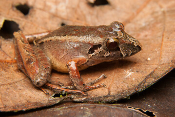 Ischnocnema spp. Sapos, pererecas e rãs Brasileiras
