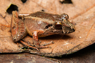 Ischnocnema spp. Sapos, pererecas e rãs Brasileiras