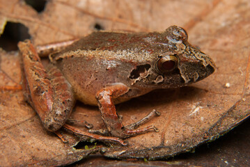 Ischnocnema spp. Sapos, pererecas e rãs Brasileiras - Ischnocnema