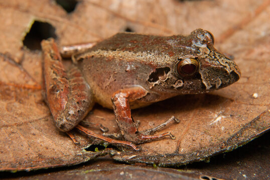 Ischnocnema spp. Sapos, pererecas e r&atilde;s Brasileiras 