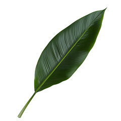Fototapeta premium Lush Green Banana Leaf with Detailed Veins in a Realistic 3D Render for Tropical Decor and Nature Inspired Design Projects