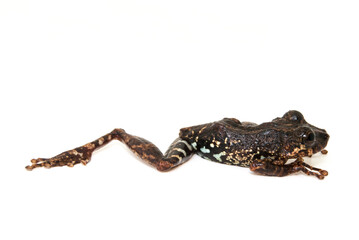 Scinax tripui. Anfíbio brasileiro