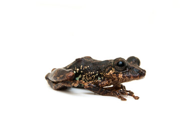 Scinax tripui. Sapos, pererecas e rãs Brasileiras