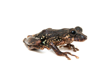 Scinax tripui. Sapos, pererecas e rãs Brasileiras