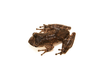 Scinax spp. Sapos, pererecas e r&atilde;s Brasileiras