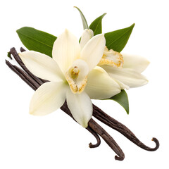 Delicate Vanilla Orchid Blossoms and Pods, Isolated on Black