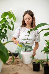 Woman gardeners taking care and transplanting plant a into a new white pot on the wooden table....