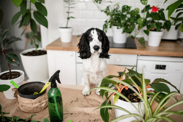 Black and white Russian Spaniel exploring a person's workspace while taking care of potted houseplants