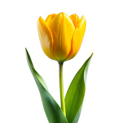 Three yellow tulips isolated on white background with vibrant petals and green stems, symbolizing spring beauty and nature
