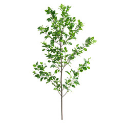 A Small Elm Tree with Green Leaves Isolated on Transparent Background