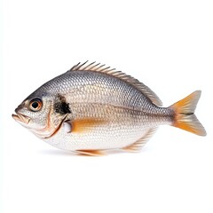 Fresh giilt head bream on a clean white background, showcasing its sleek body and vibrant colors.