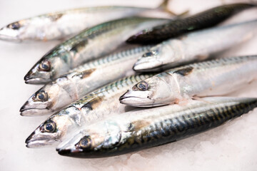 Fresh raw mackerel fish on ice - fish sale at the fish market