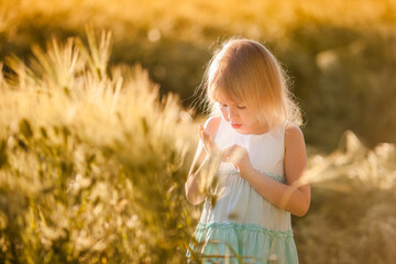 Little girl exploring barley field on a sunny summer day