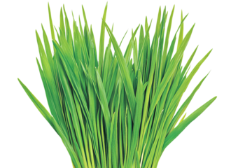 Vibrant green blades of grass showcasing a lush, healthy appearance.