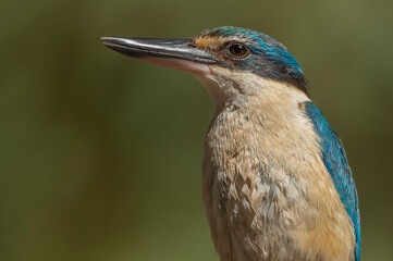 Sacred Kingfisher
