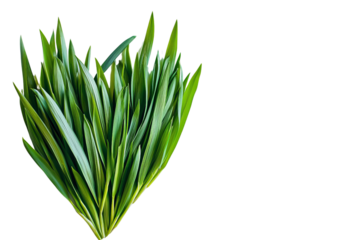 A vibrant arrangement of green grass leaves shaped like a heart, symbolizing nature's beauty.